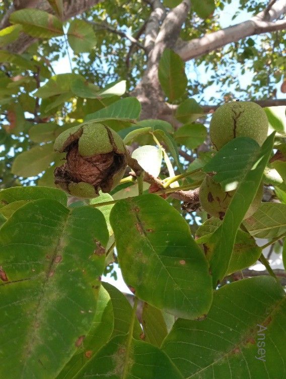Dalında Taze Cevizler