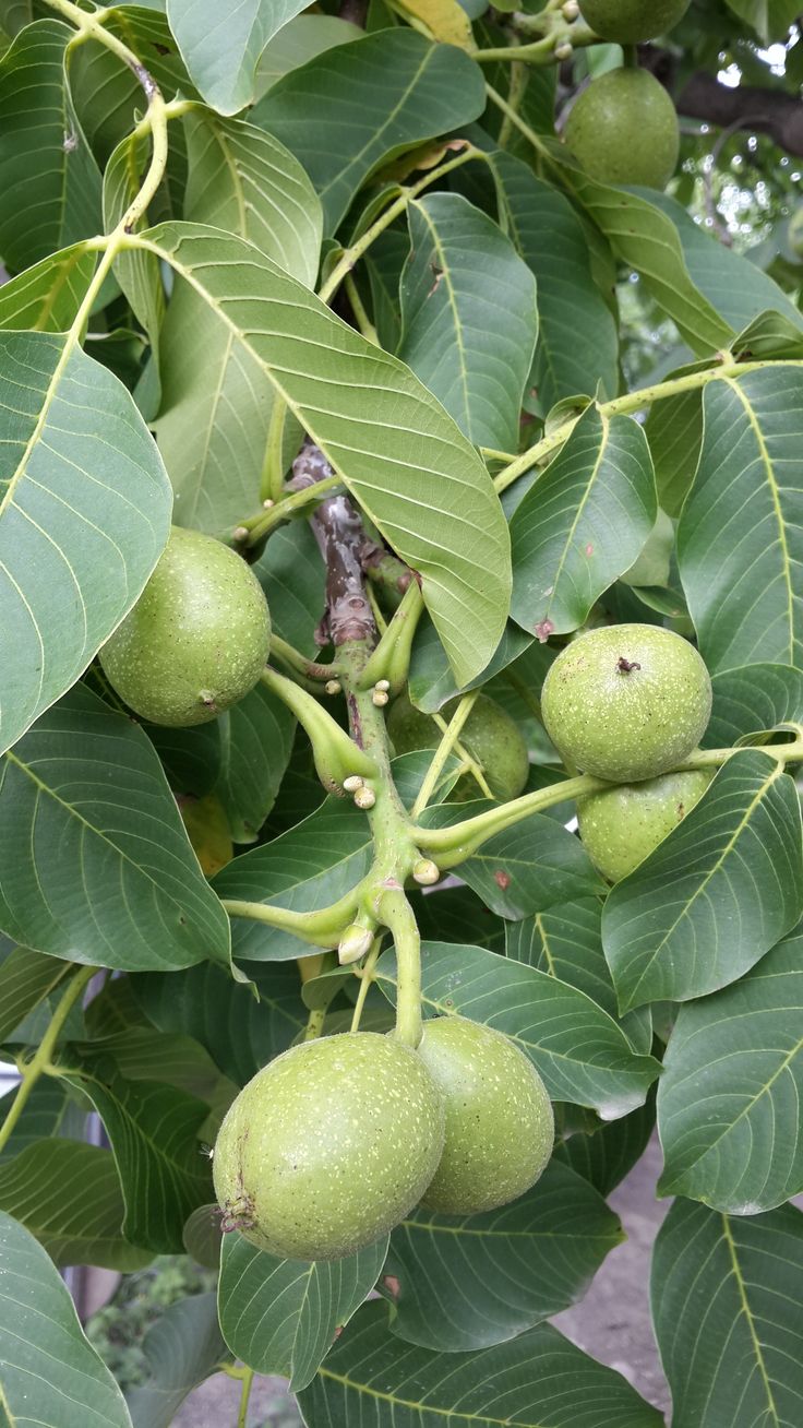 Ceviz Bahçesi Hasat Zamanı