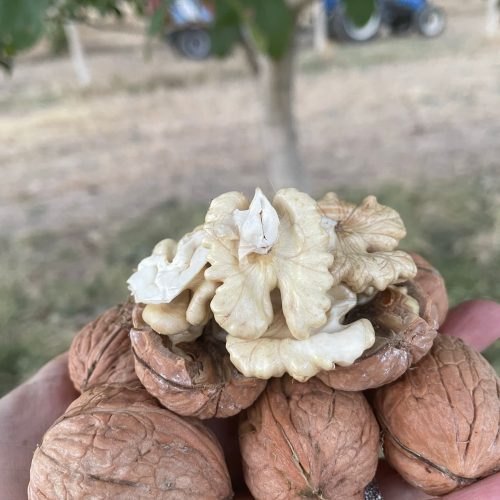 Taze Yerli Ceviz 2 KG – Aileniz İçin Doğal ve Sağlıklı Seçim