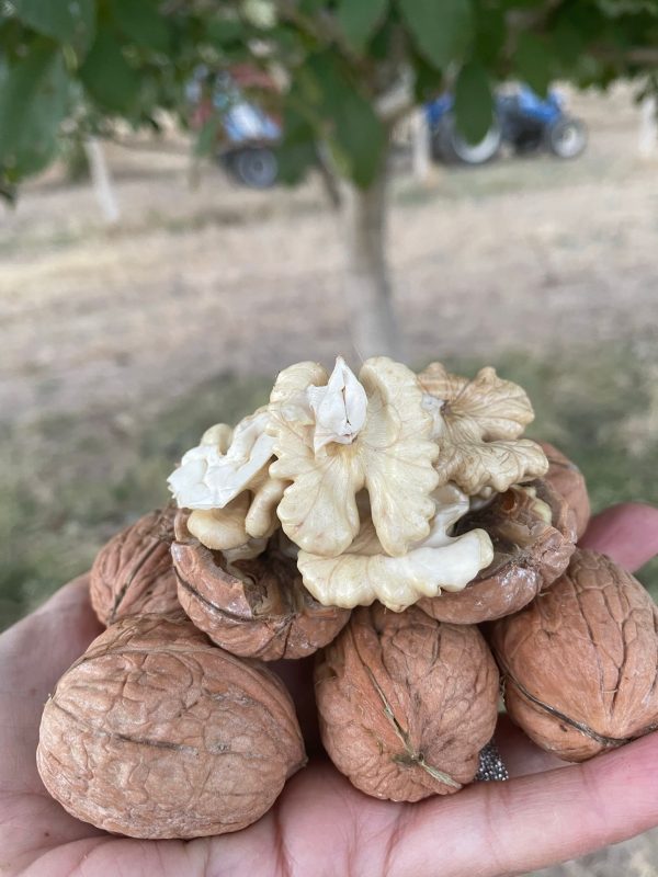 Taze Yerli Ceviz 1 KG – Bahçeden Sofranıza Doğal Lezzet