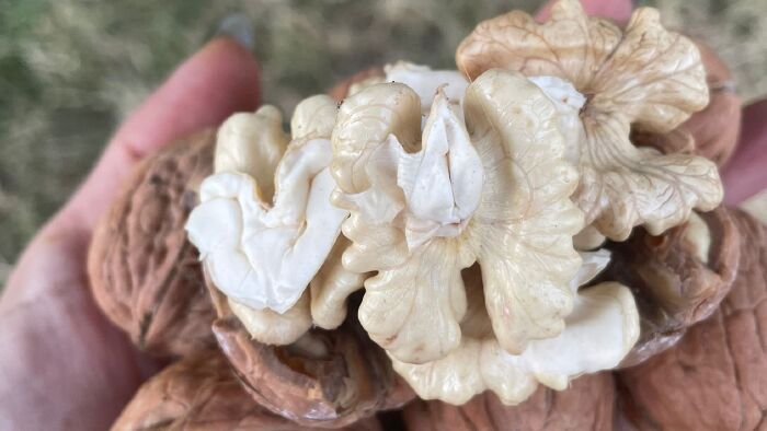 Yerli Ceviz Yakın Görünüm