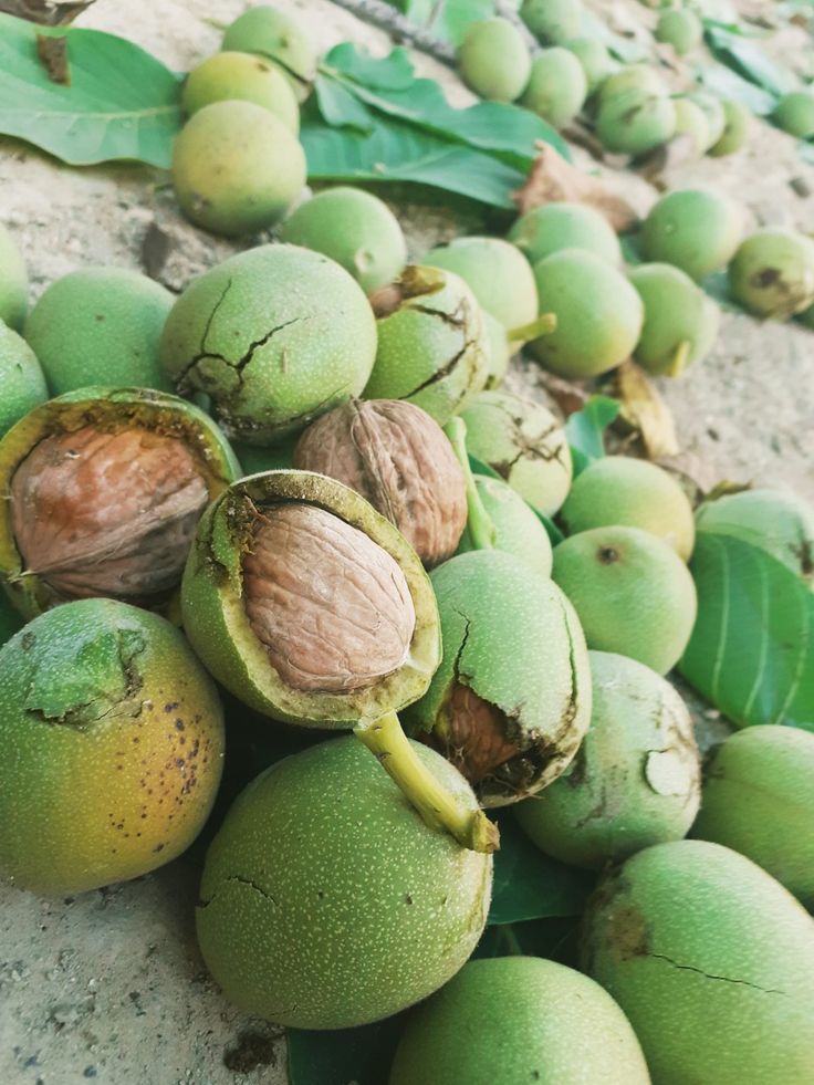 Ceviz Bahçesi Hasat Zamanı